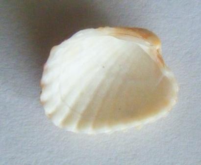 Glans elegans o Glans aculeata?